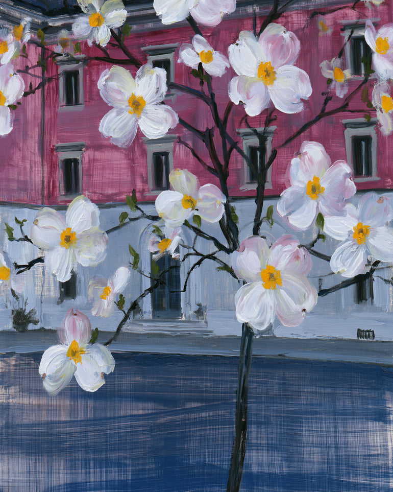 White blossoms over the pink house