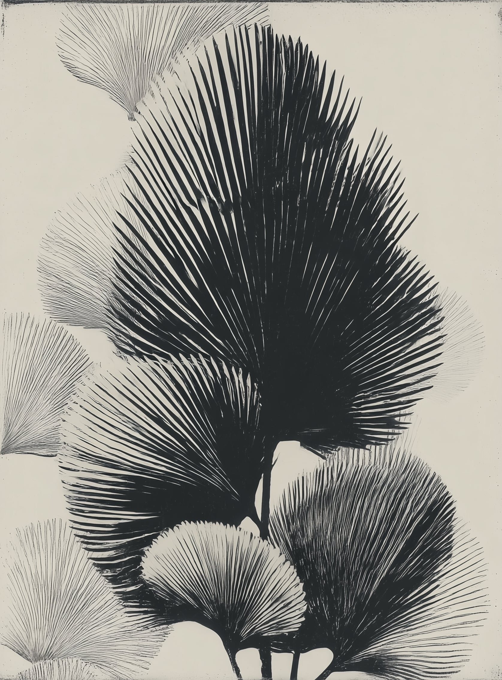 Fan fronds in ink shadow