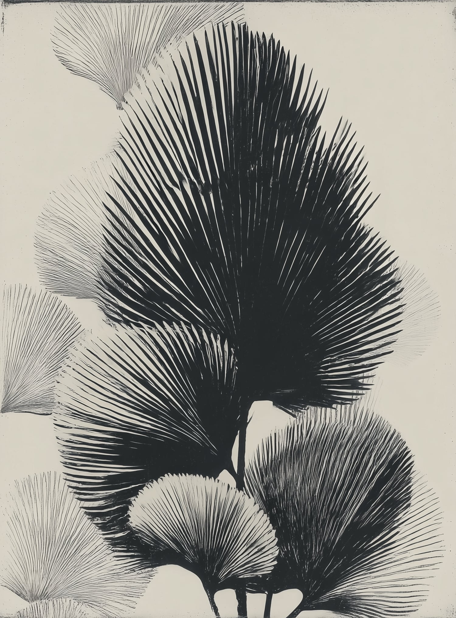 Fan fronds in ink shadow