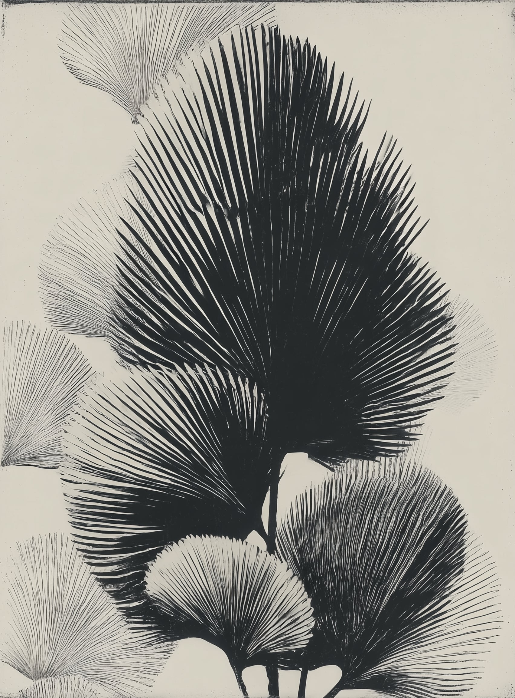 Fan fronds in ink shadow