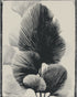 Fan fronds in ink shadow