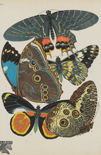 Five butterflies in quiet display