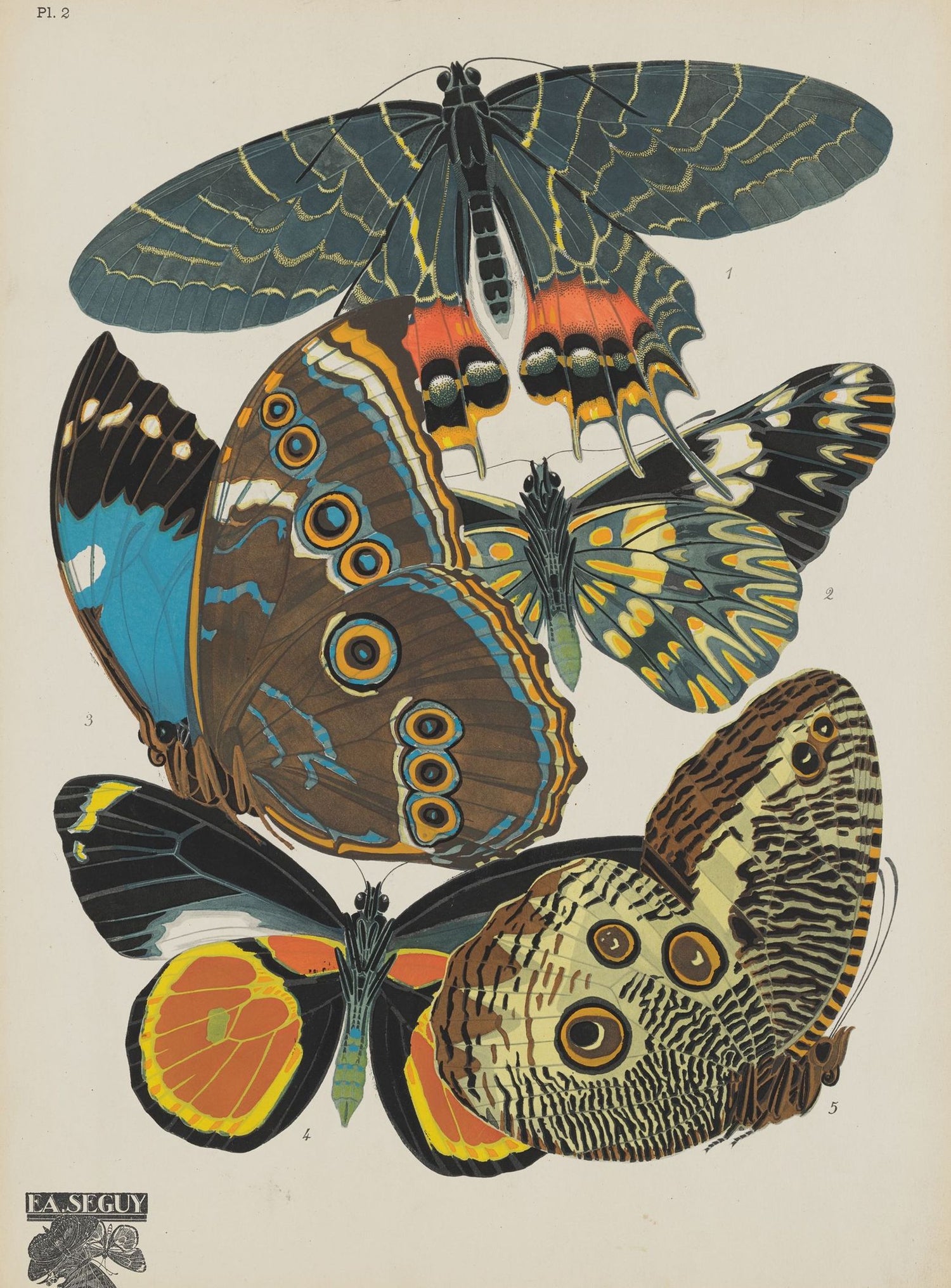 Five butterflies in quiet display