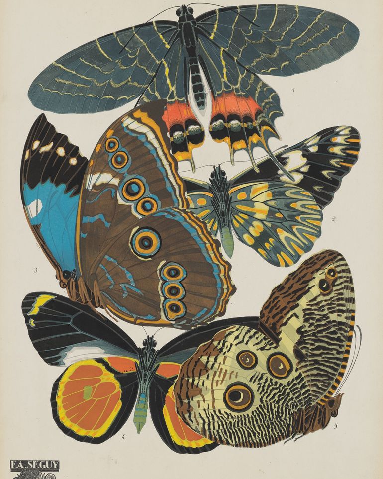 Five butterflies in quiet display