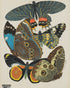 Five butterflies in quiet display