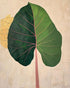 Split green leaf portrait