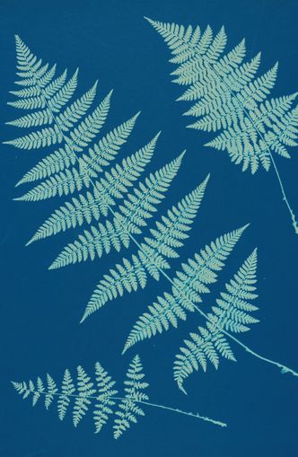 Pale ferns in deep blue