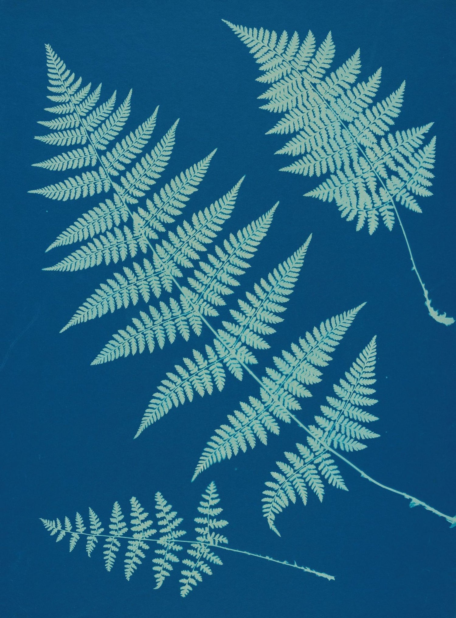 Pale ferns in deep blue