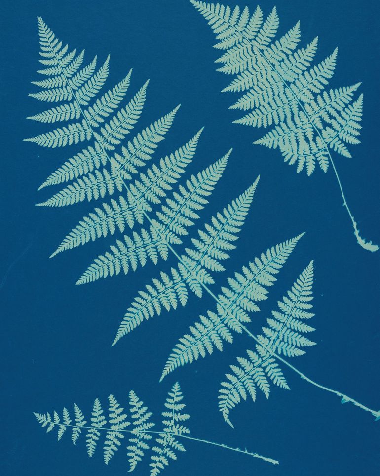 Pale ferns in deep blue