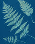 Pale ferns in deep blue