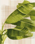 Banana leaves against the grid