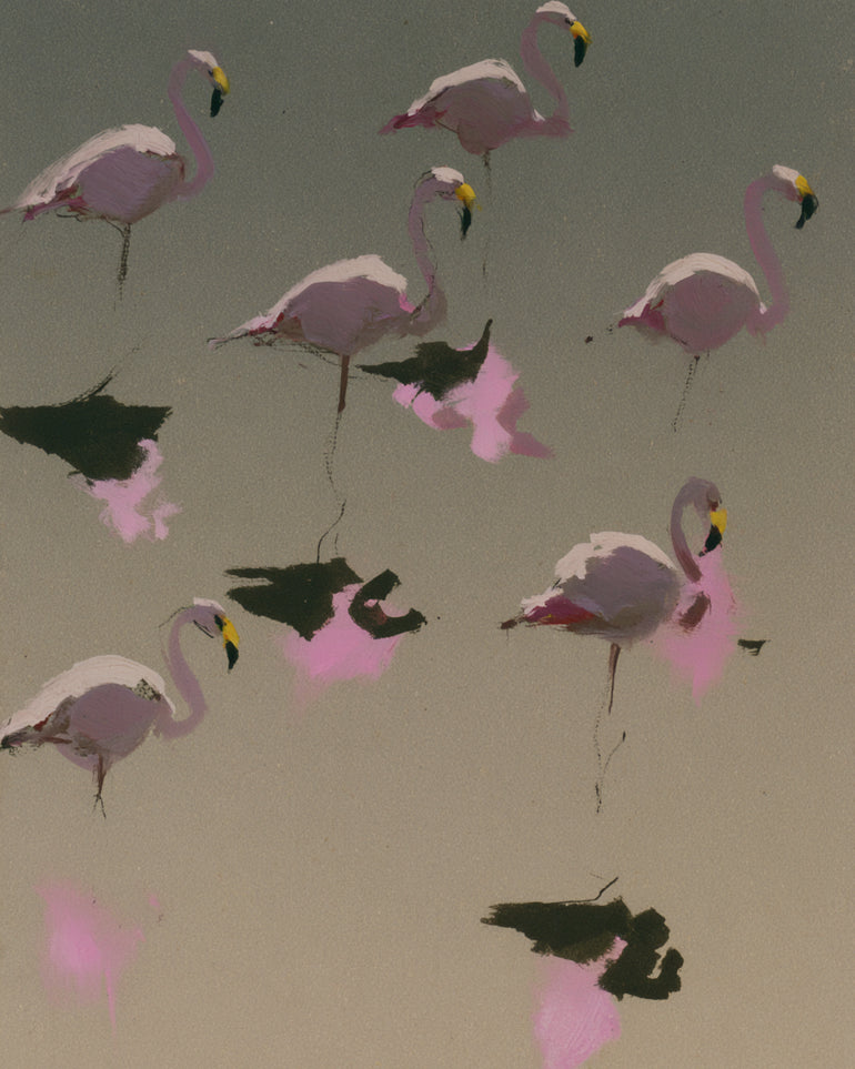 Flamingos in still water