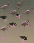 Flamingos in still water