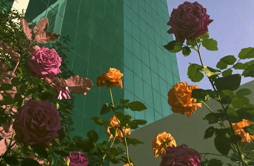 Roses climbing the glass wall