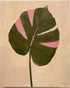 Pink banded leaf on plastered white
