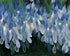 Wisteria over still water
