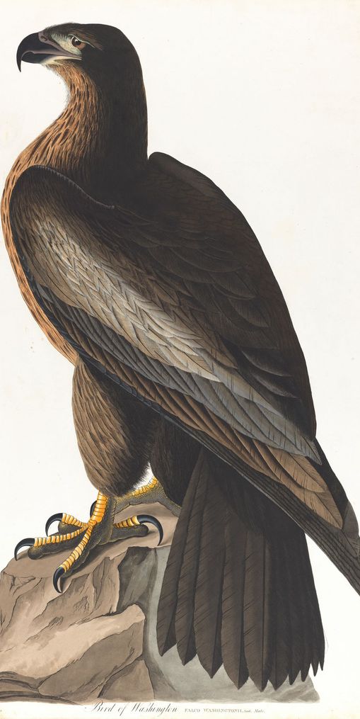 Brown hawk on rock