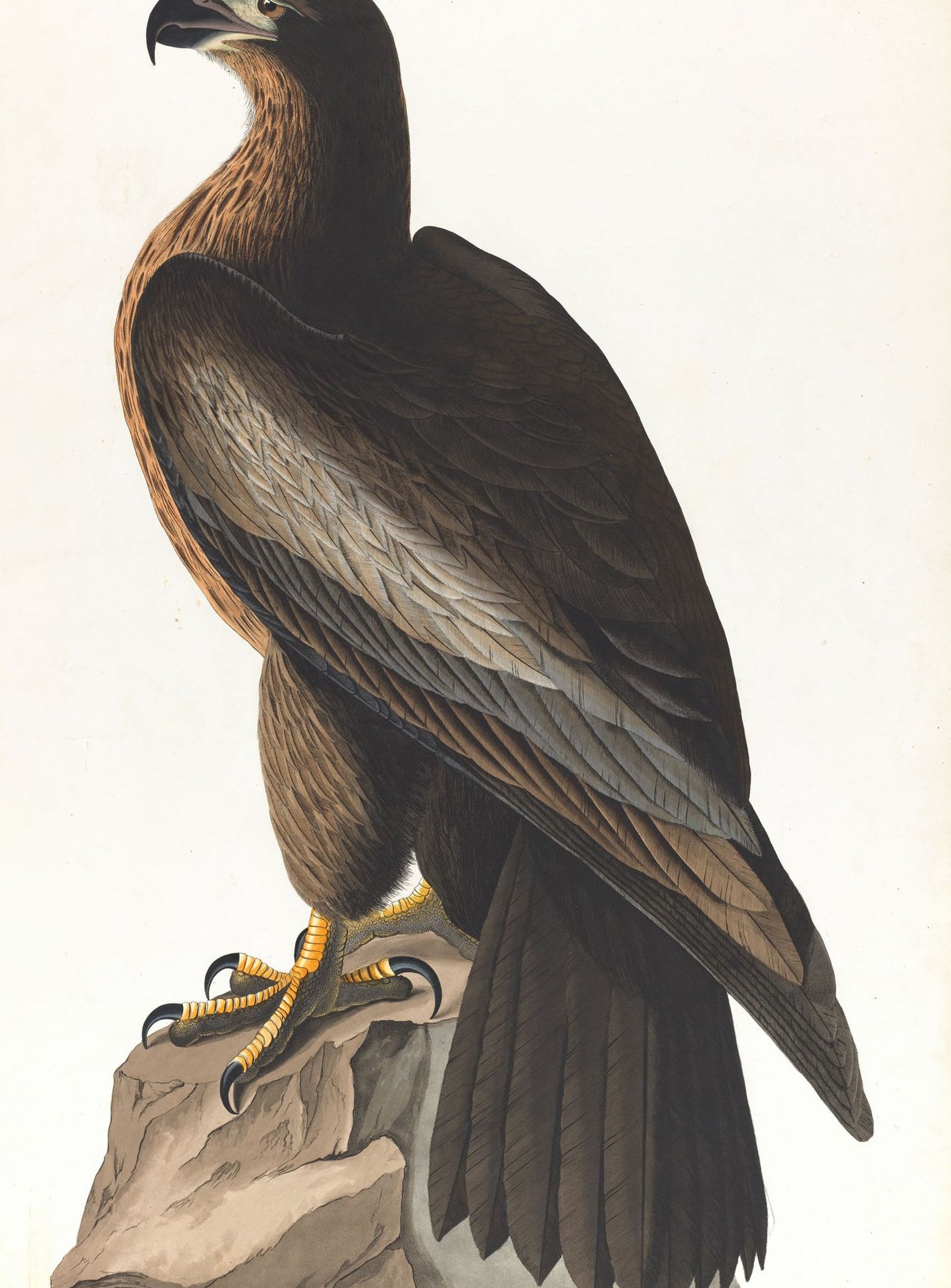 Brown hawk on rock
