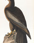 Brown hawk on rock
