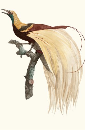 Open beak and trailing plumes