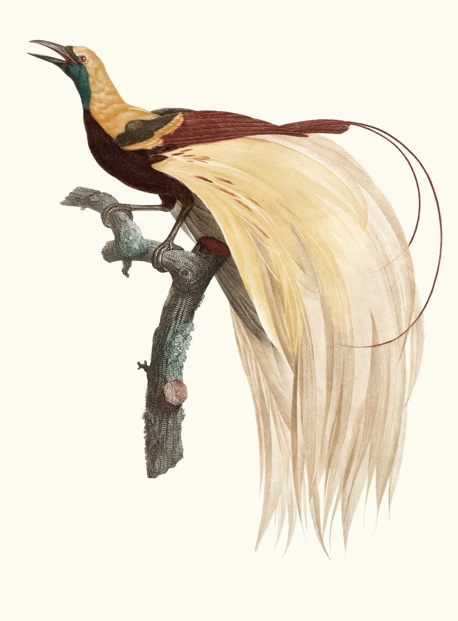Open beak and trailing plumes