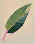 Green leaf with pink spine