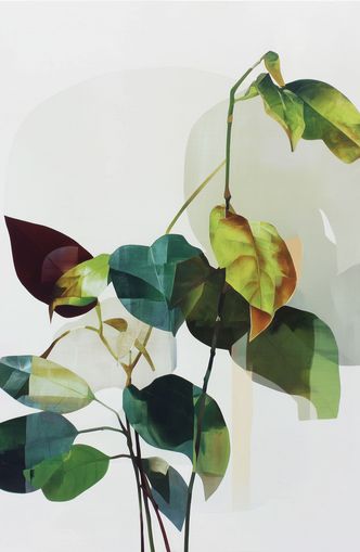 Leaves within pale shadows