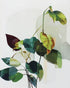 Leaves within pale shadows