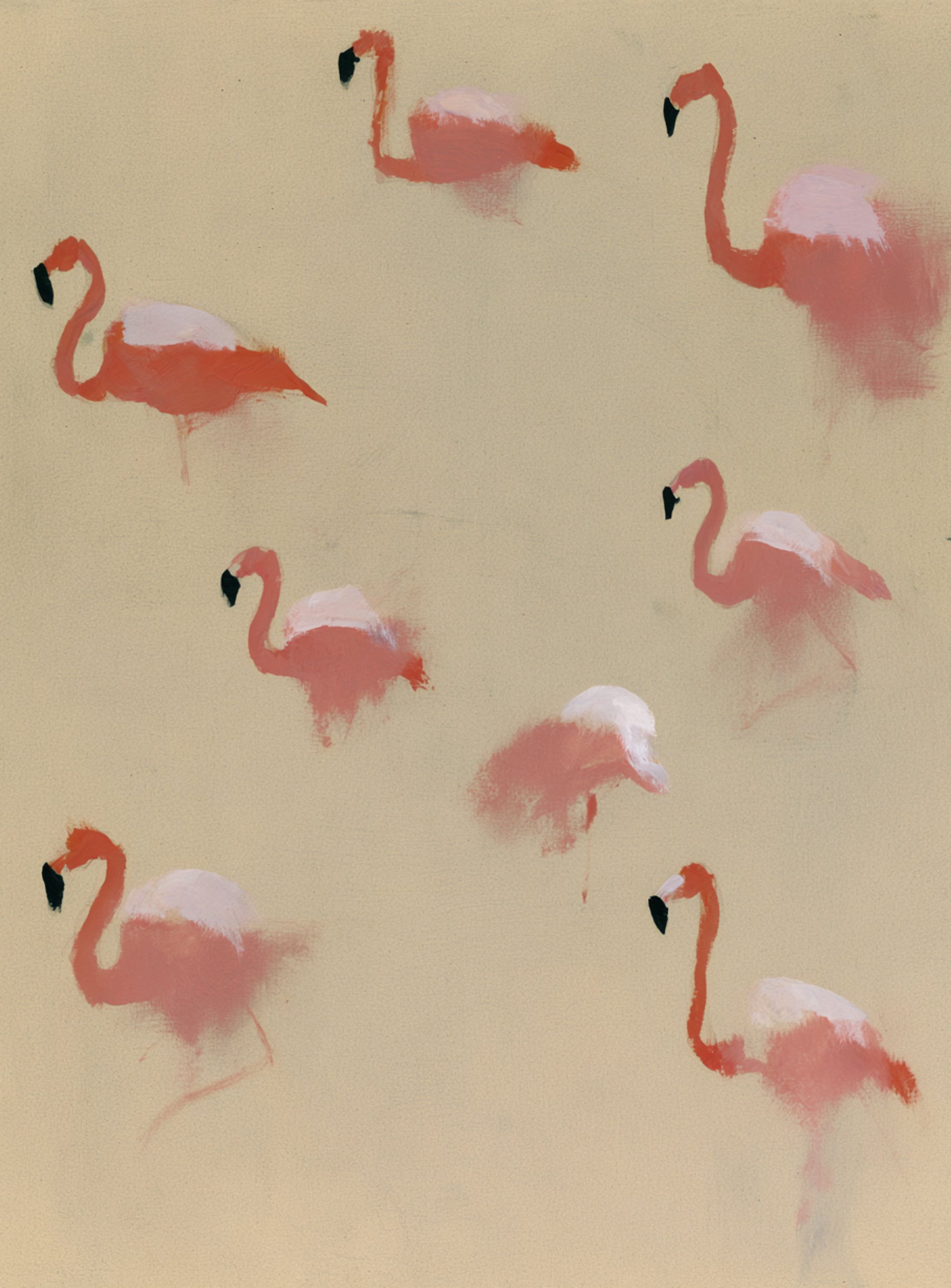 Flamingos in quiet drift