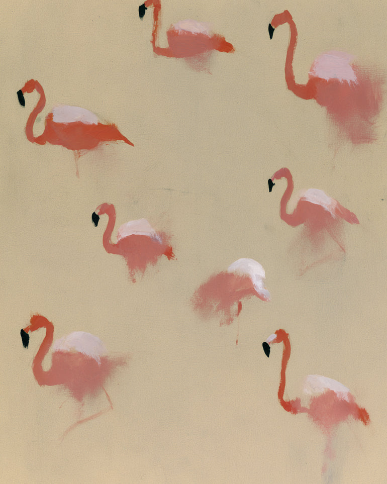 Flamingos in quiet drift