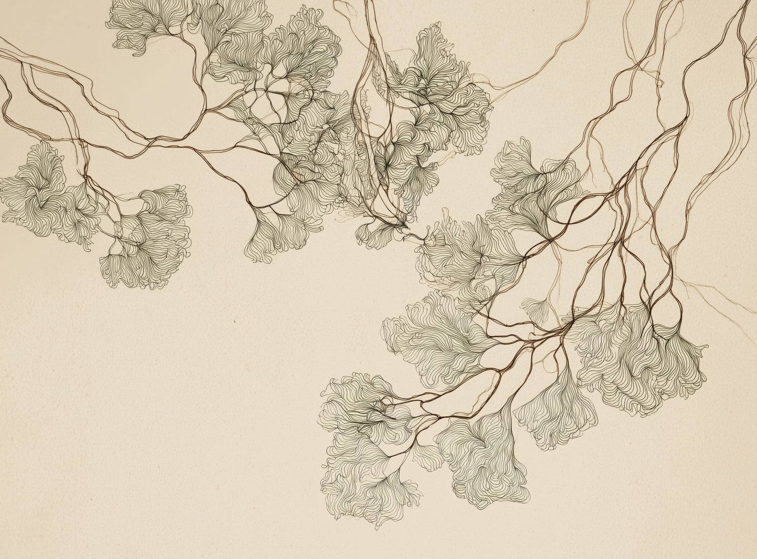 A Field of Drawn Canopies