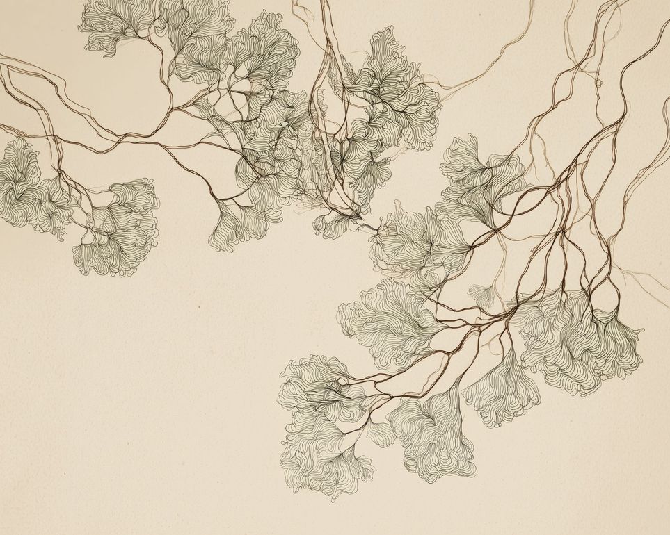 A Field of Drawn Canopies