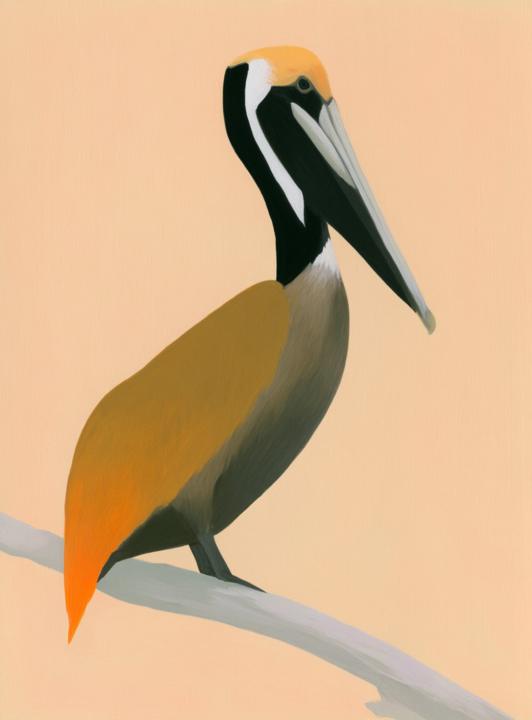 Pelican in peach light