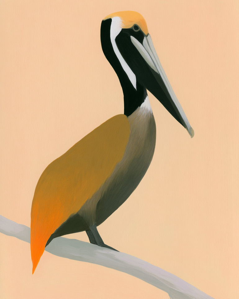 Pelican in peach light