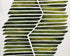 Leaf ribs around a white vein