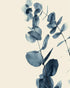 Blue eucalyptus on paper