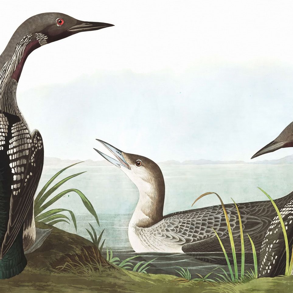 Black Throated Diver