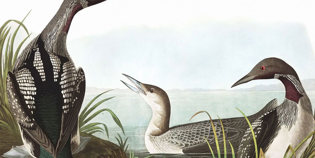 Black Throated Diver