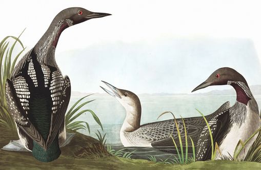 Black Throated Diver