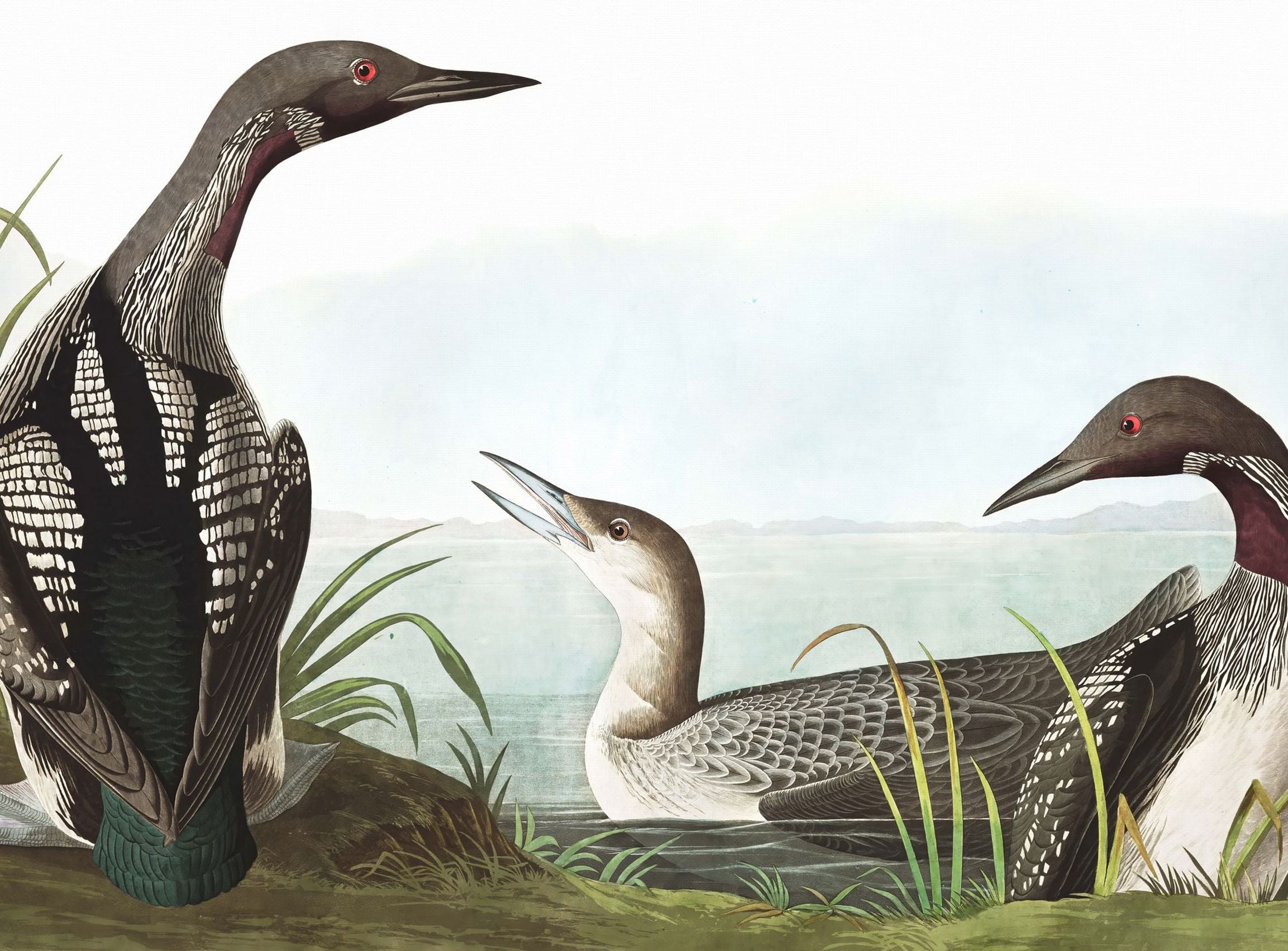 Black Throated Diver