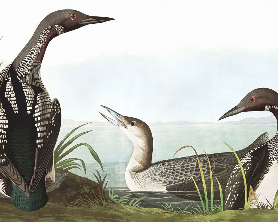 Black Throated Diver