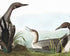 Black Throated Diver