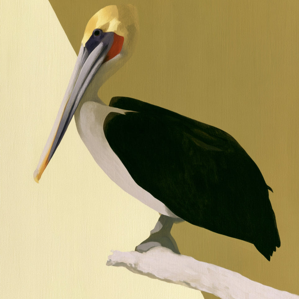 Pelican in quiet balance