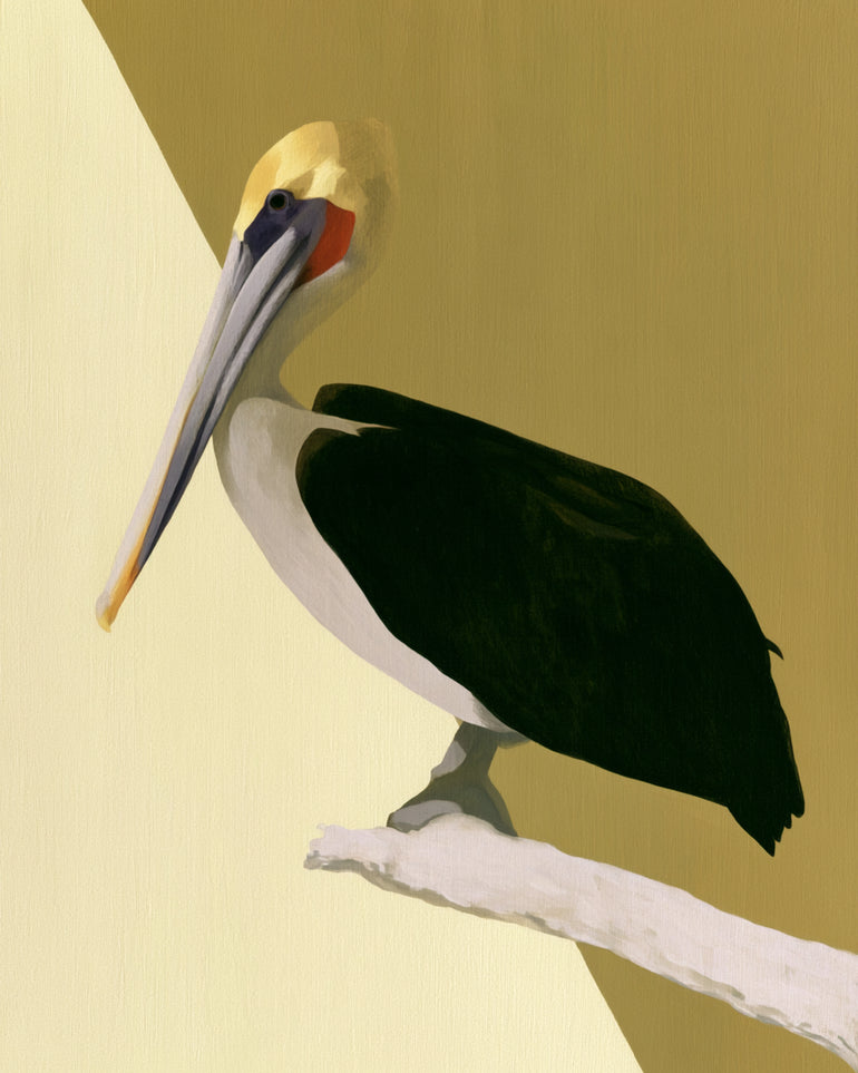 Pelican in quiet balance