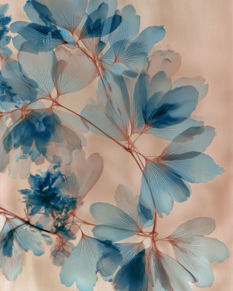 Light Held in the Blossoms