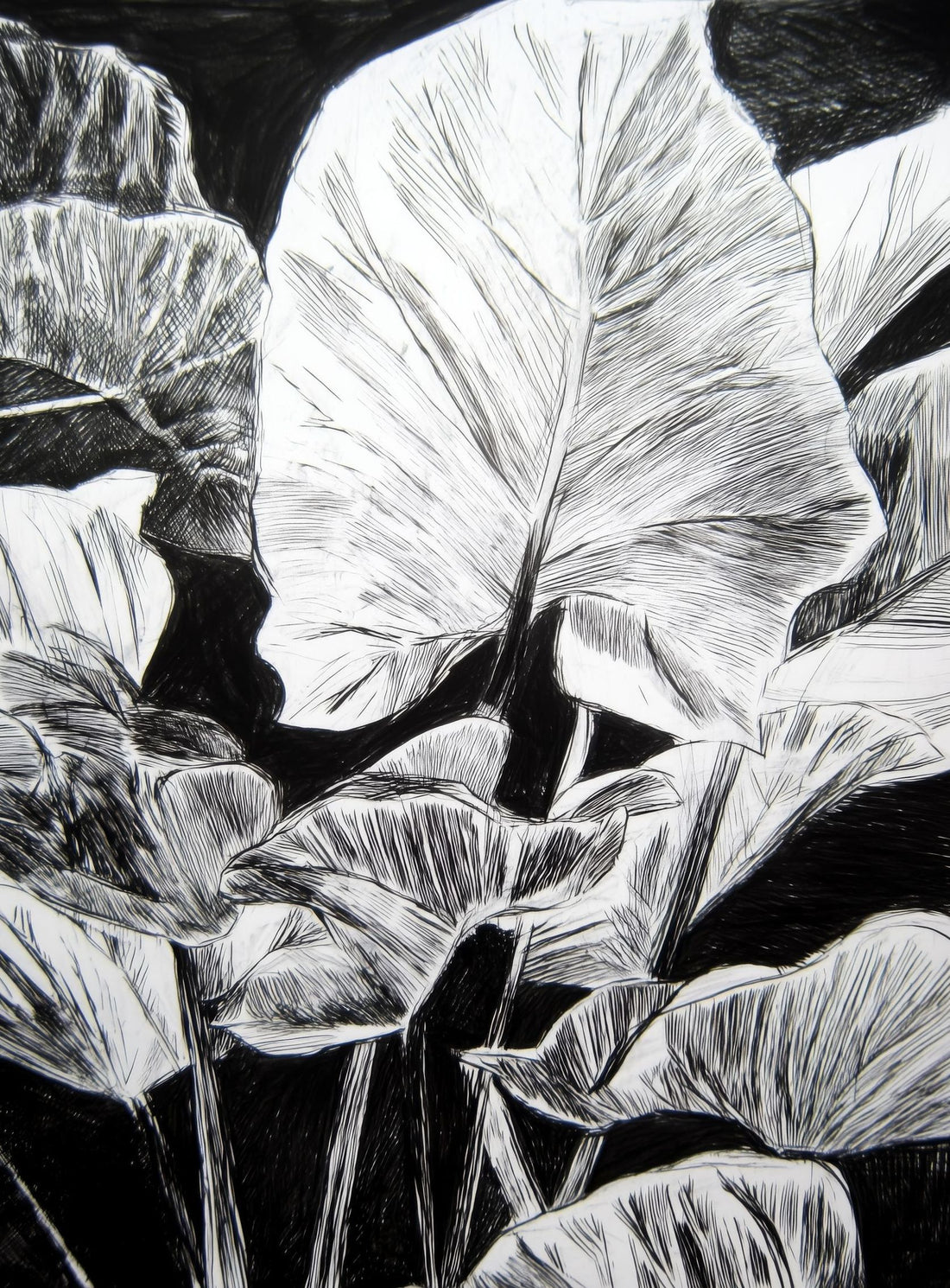 A Cluster of Leaves