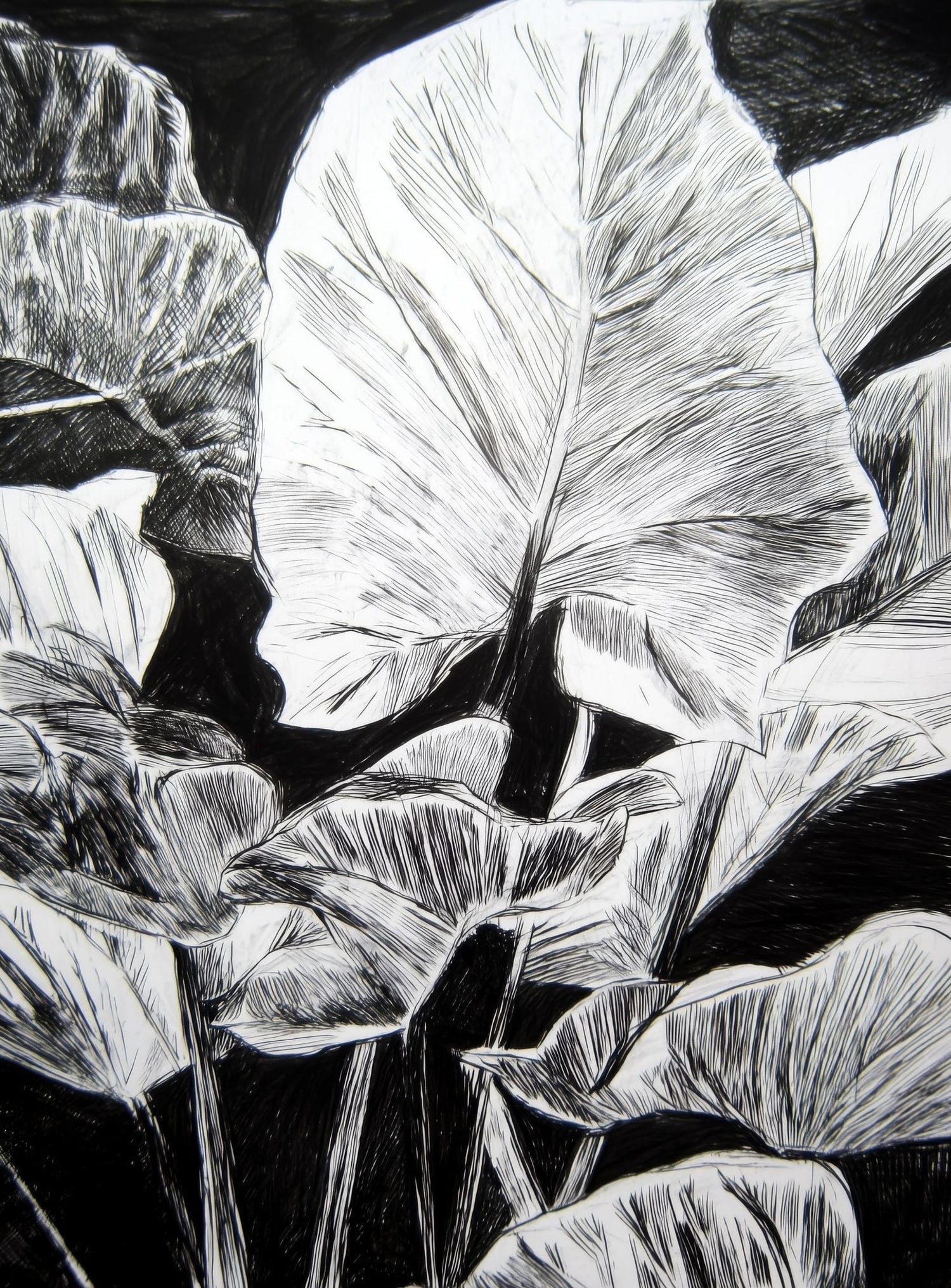 A Cluster of Leaves