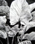 A Cluster of Leaves