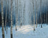 Winter Trees