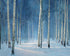 Stillness Between the Trees